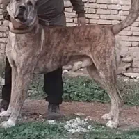 دوستان سگ افغان گمشده هرکی پیدا کرد خبر بده