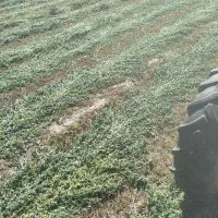 یونجه کوفته اعلا