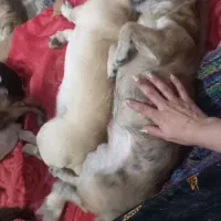 نژاد دار پا ۱ وجبی در سایزهای متفاوت|سگ|آمل, |دیوار