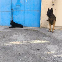 سگ ژرمن|سگ|محمدشهر, محمدشهر|دیوار