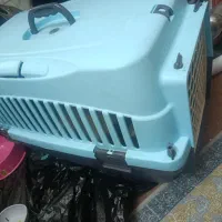 سگ اشتپیز|سگ|بندرعباس, |دیوار