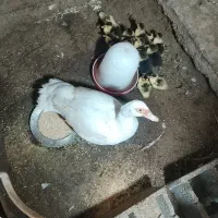 ۱۳ عدد بچه اردک اسرائیلی به همراه مادر