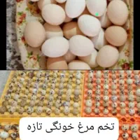 تخم مرغ خونگی تازه وتخم بلدرچین تازه