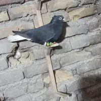 کبوتر|پرنده|سبزوار, توحیدشهر|دیوار