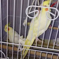 دو عدد عروس هلندی سخنگو