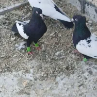 کفتر سینه ای نوک سفید پرشی|پرنده|شیراز, ارم|دیوار