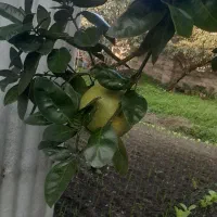 نهال بادرنگ(بالنگ)|خدمات باغبانی و درختکاری|رشت, رودباری|دیوار