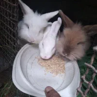 خرگوش لوپ