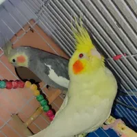 عروس هلندی جفت و دستی و رام شده|پرنده|قدس, شهر‌قدس|دیوار