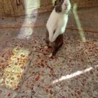 خرگوش|موش و خرگوش|ایذه, |دیوار