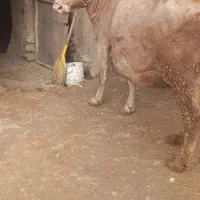 گاو وگوساله