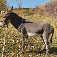 الاغ|حیوانات مزرعه|قره پشتلو, |دیوار