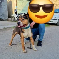 ژرمن،پیتبول|سگ|لوندویل, |دیوار