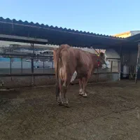 گاو سیمیتال قرمز|حیوانات مزرعه|گرگان, |دیوار