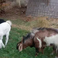 فروش چهار راس گوسفند|حیوانات مزرعه|فهرج, |دیوار