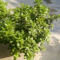 گل فروشی قیمت مناسب