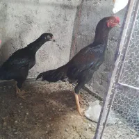 مرغ خروس لاری|حیوانات مزرعه|مهریز, |دیوار