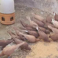 ۲۰ تا نوچه سرخ دمسفید