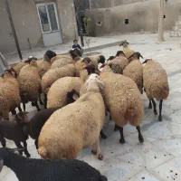 23عدد میش بره