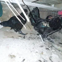 مرغ. جوجه. خروس