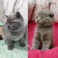 گربه اسکاتیش بلو فولد و آنفولد