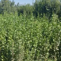 فروش نهال هر نوع موجود است|حراج|چهاردانگه (تهران), |دیوار