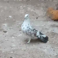 کبوتر گم شده