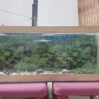 آکواریوم