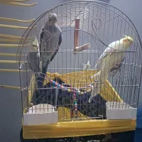 فروش عروس هلندی