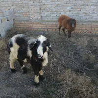 دو تا گوسفند نر|حیوانات مزرعه|گمیشان, |دیوار