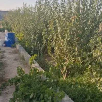 فروش-باغچه-520متری-خام-میدان-خمسه