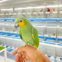 طوطی کاسکو ماکائو|پرنده|قشم, |دیوار