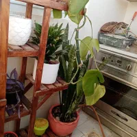 گل و گیاه|گل و گیاه طبیعی|مشهد, طلاب|دیوار