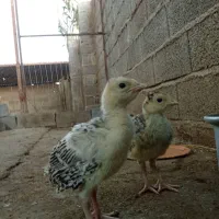 جوجه بوقلمون و جوجه غاز و بوقلمون|حیوانات مزرعه|جویبار, |دیوار