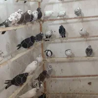 پرندگان زینتی|پرنده|کرج, خرمدشت|دیوار