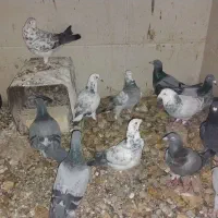 دسته پلاکی و اصفهانی