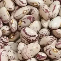 لوبیا چیتی دولتشان ونشسته