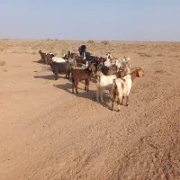 فروش بز و بزغاله جوان