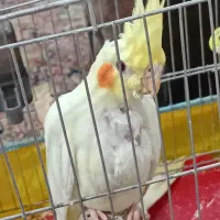 عروس لوتیتو