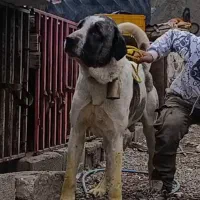 واگذاری سگ عراقی