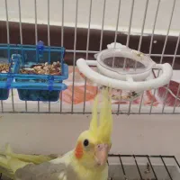 یک جفت عروس هلندی|پرنده|رشت, معلولین|دیوار