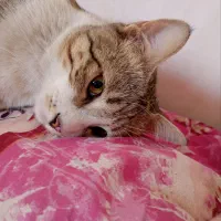 واگذاری بچه گربه|گربه|اراک, |دیوار