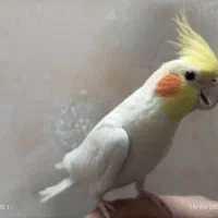 عروس زیبا همراه قفس و همه وسایل