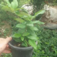 یاس هلندی