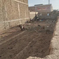 زمین-240-68متری