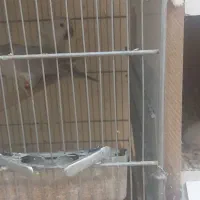 راهب جفت مولد