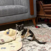 واگذاری گربه شیطون کاملا خانگی|گربه|تهران, لویزان|دیوار