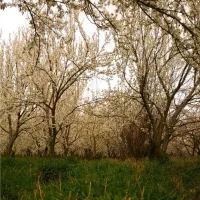 فروش-باغ-میوه