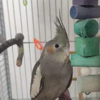 عروس هلندی سخنگو تا ده کلمه|پرنده|حمیدیا, |دیوار