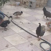 خروس مرغ|حیوانات مزرعه|اصفهان, زیار|دیوار